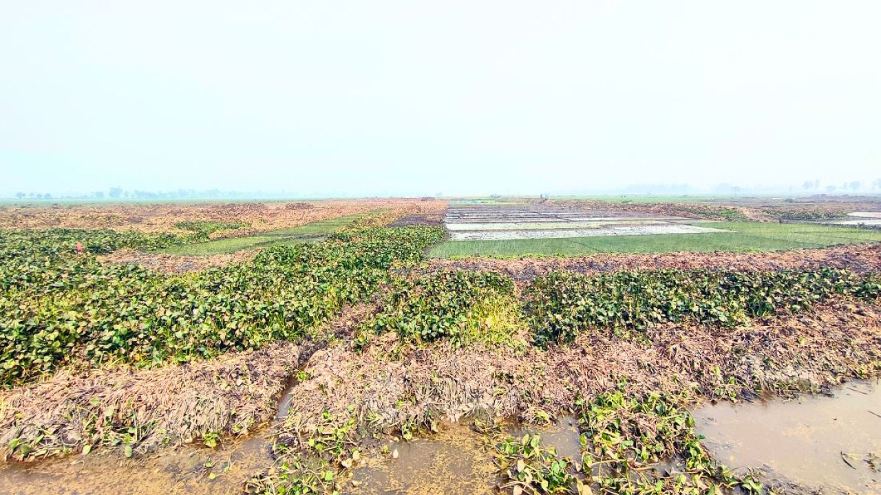 রক্তদহ বিল খননে মিলবে বাড়তি ১৭০ কোটি টাকার ফসল