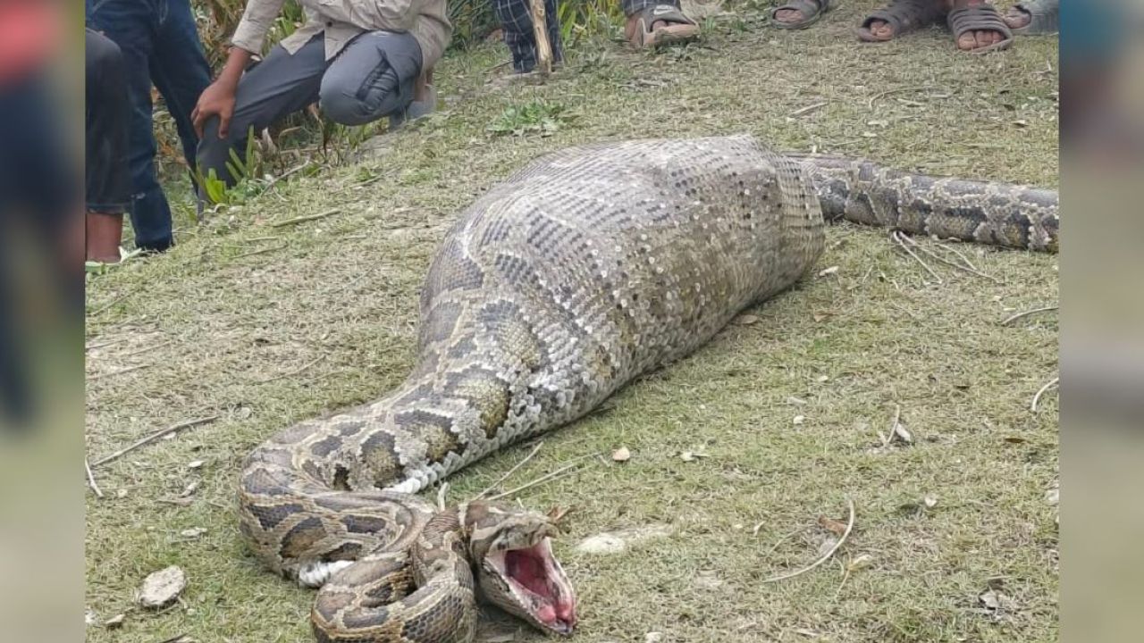 দিনমজুরের ছাগল খেয়ে নিস্তেজ অজগর, উদ্ধার করল স্থানীয়রা