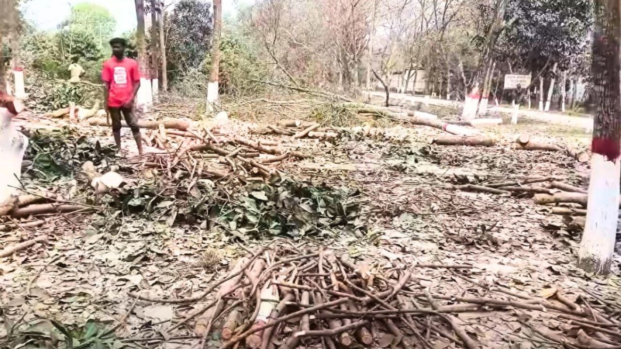 বেরোবির বন্ধ ক্যাম্পাসে শতাধিক গাছ কাটার অভিযোগ