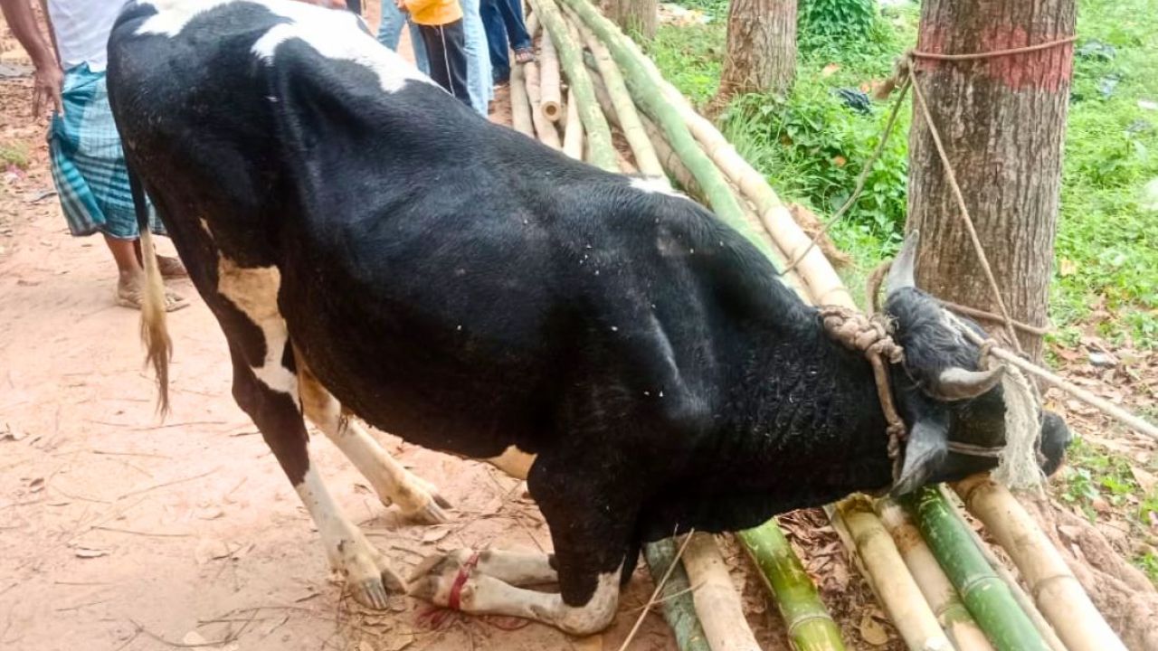 লোহাগাড়ায় গরুর আঘাতে এসএসসি পরীক্ষার্থী নিহত