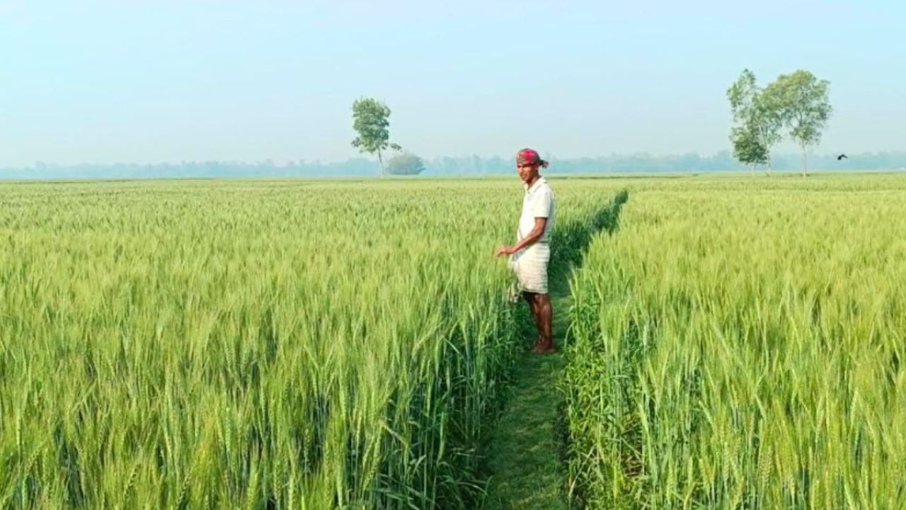 বোরোয় ভাটা, পঞ্চগড়ে মাঠে মাঠে গম চাষ