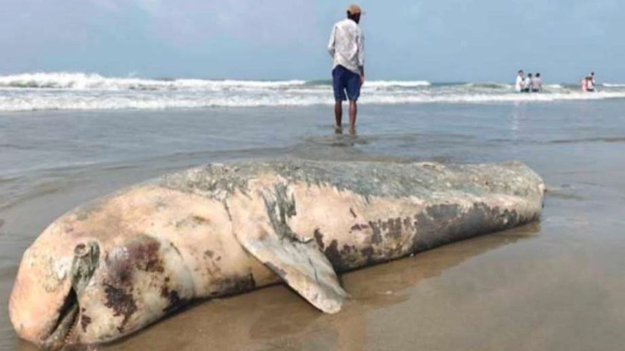 কক্সবাজার সৈকতে ভেসে এল বিশাল ডলফিন