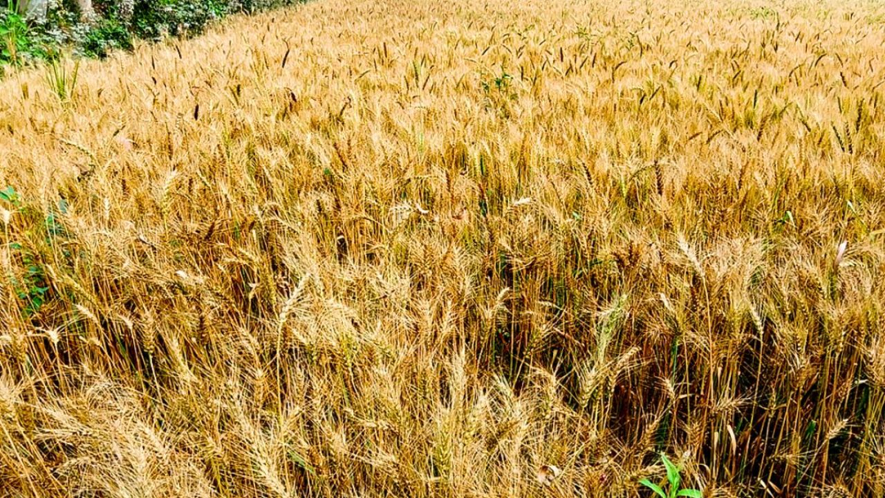 ঠাকুরগাঁওয়ে গমের জায়গা দখল করছে ভুট্টা-সবজি