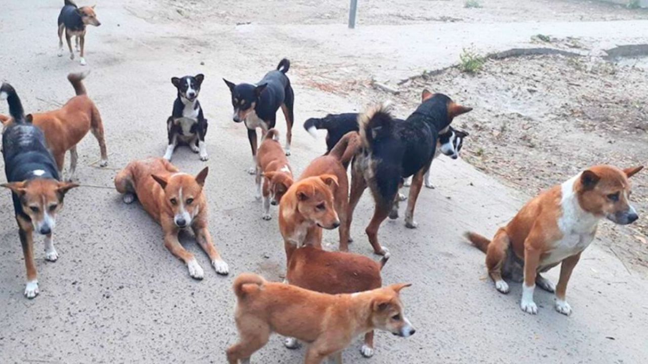 খাদ্য সংকটে বেওয়ারিশ কুকুর