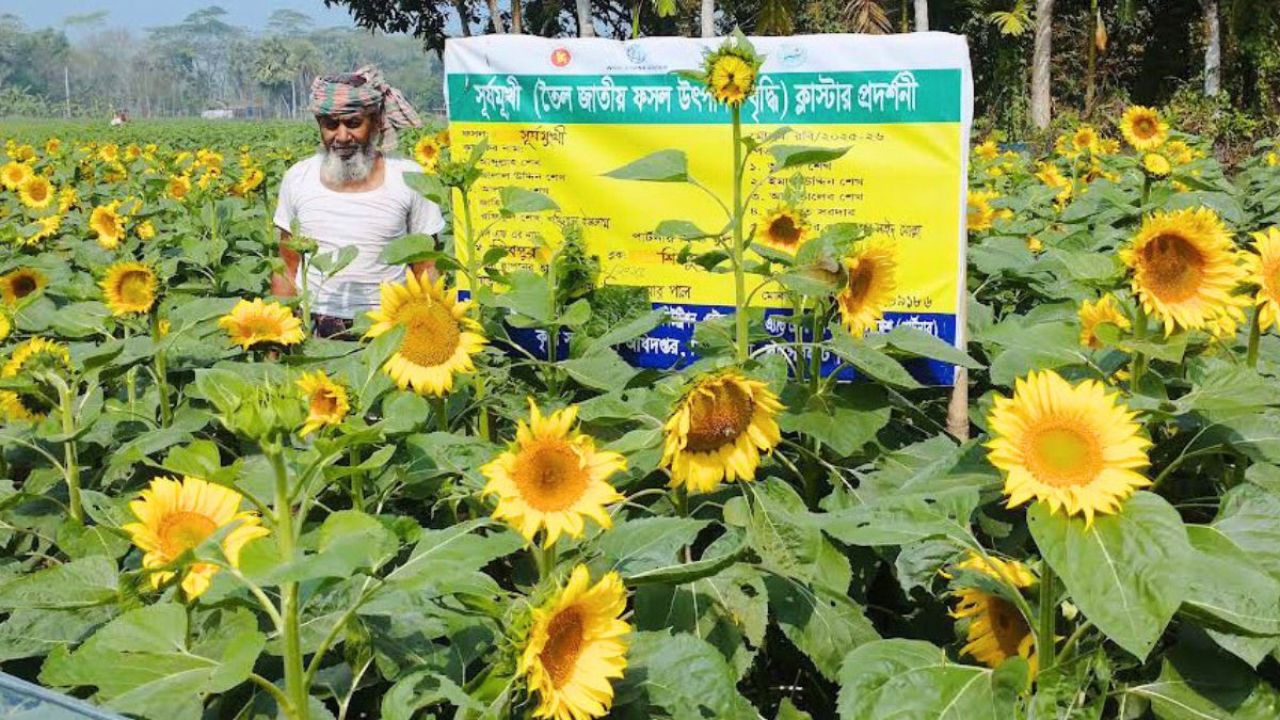 চিতলমারীতে সূর্যমুখী চাষে লাভ বেশি ঝুঁকি কম