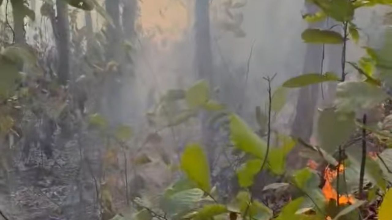 ভাওয়ালের বন আগুনে পোড়ে, দেখে না কেউ