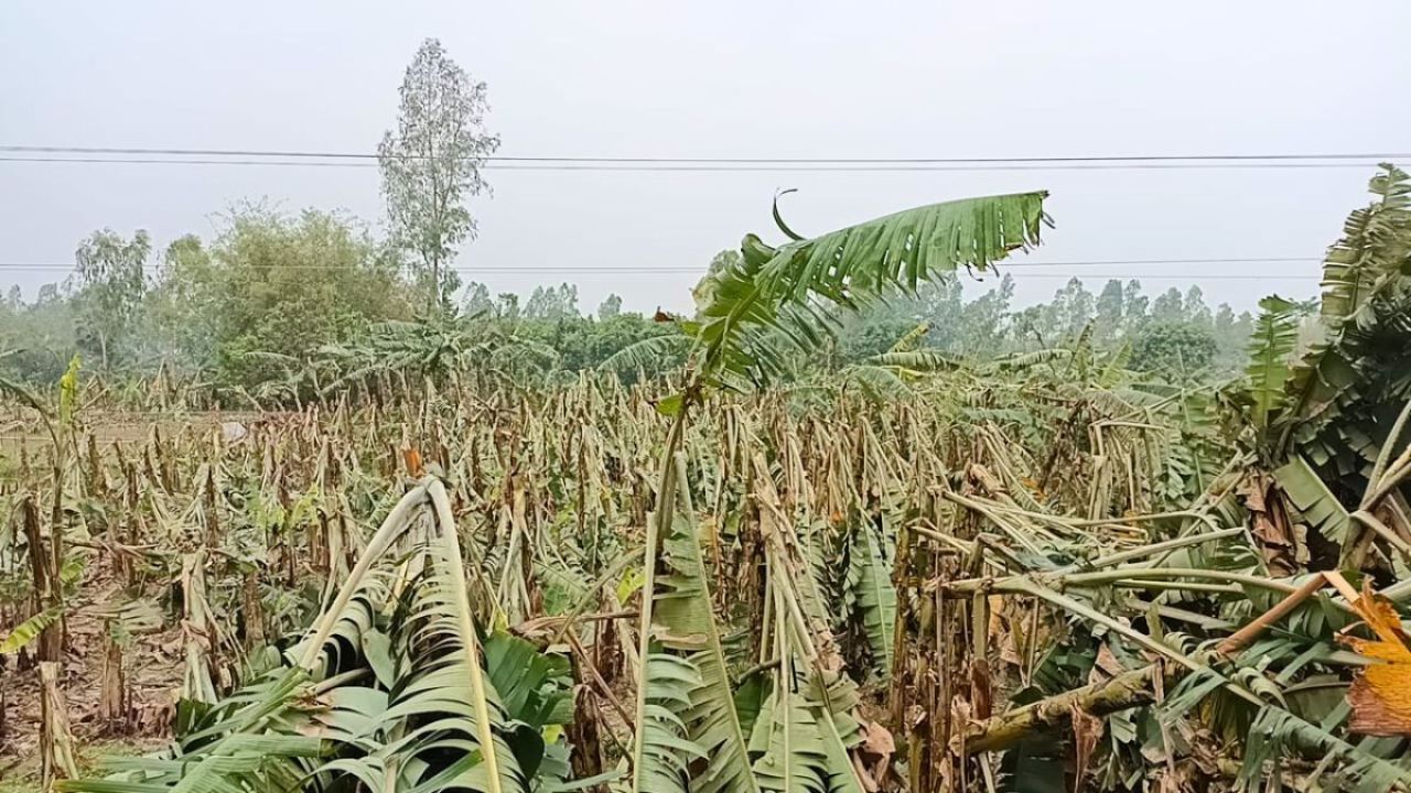 বদলগাছীতে কালবৈশাখী ঝড়ে ফসল ও ঘরবাড়ির ব্যাপক ক্ষতি