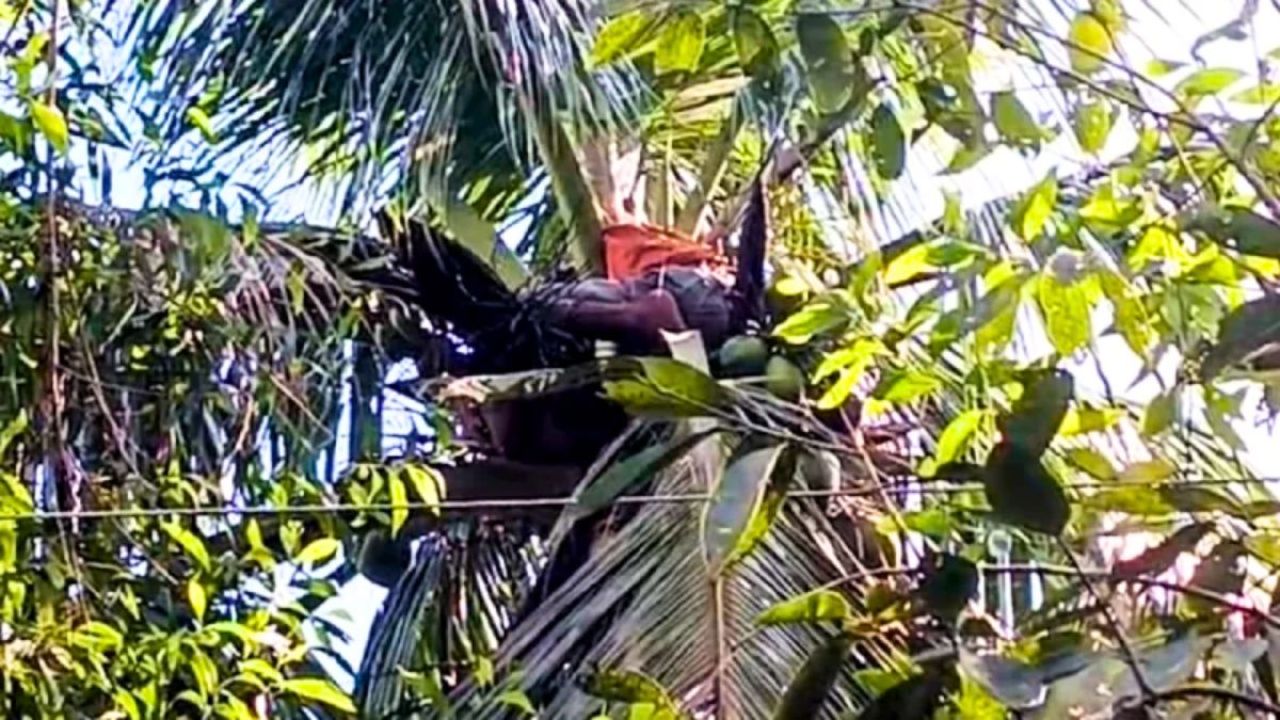 চিতলমারীতে বিদ্যুৎস্পৃষ্টে দিনমজুরের মৃত্যু