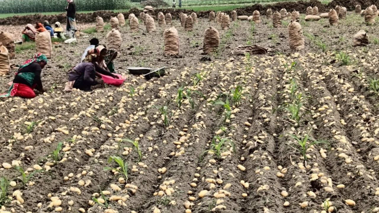 আলুর বাম্পার ফলনই কাল হয়েছে চাষিদের