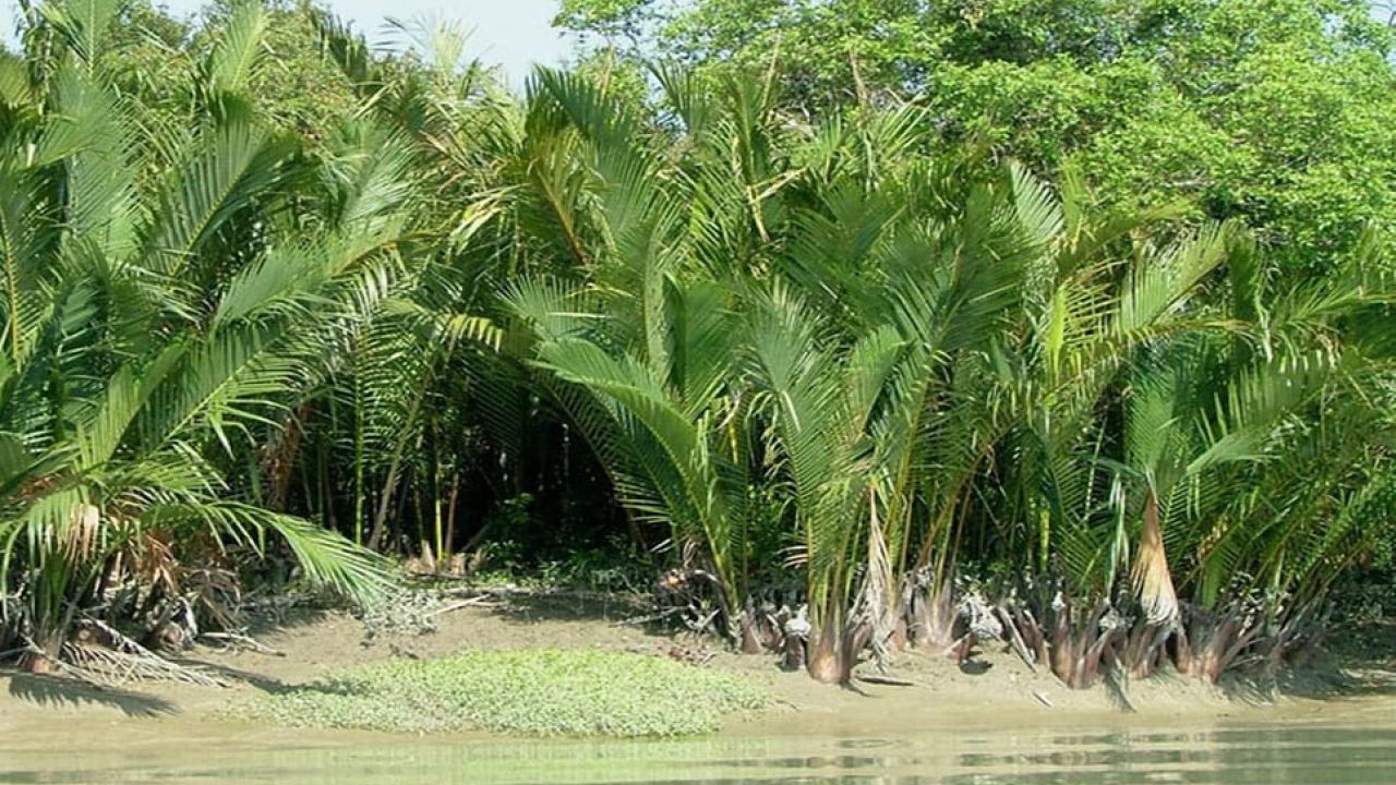 বাওয়ালী পরিবারগুলোতে থাকছে না ঈদের আনন্দ