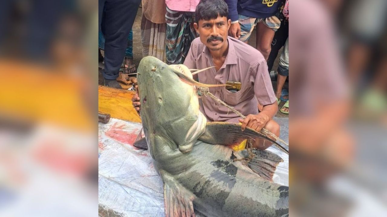 ব্রহ্মপুত্রে জালে ৯০ কেজির বাঘাইর, এক লাখ টাকায় বিক্রি