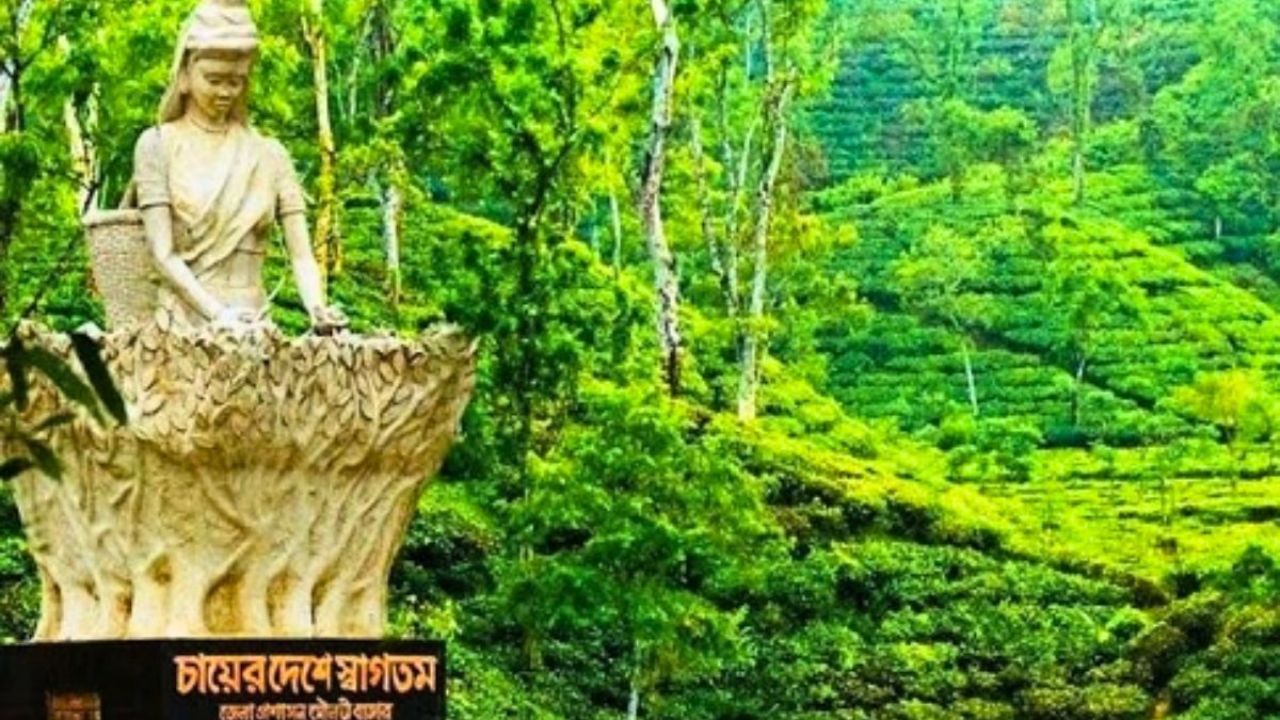 শ্রীমঙ্গলে চা বাগান আর অরণ্যের স্নিগ্ধতায় মাতল পর্যটকরা