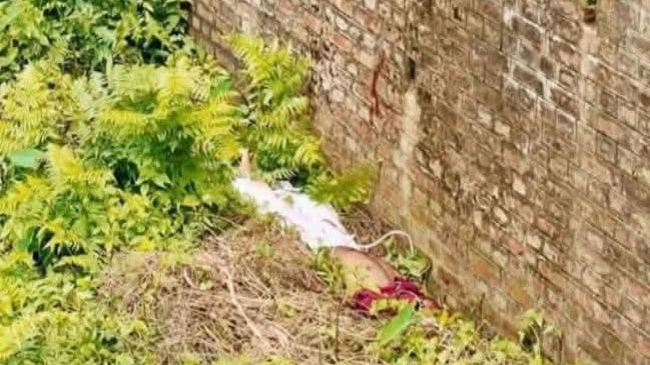 কমলগঞ্জের লাউয়াছড়া বনাঞ্চলে ট্রেনের ছাদ থেকে পড়ে যুবকের মৃত্যু 