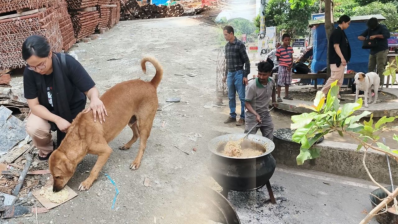 মেজবানের অতিথি ১২ শতাধিক কুকুর