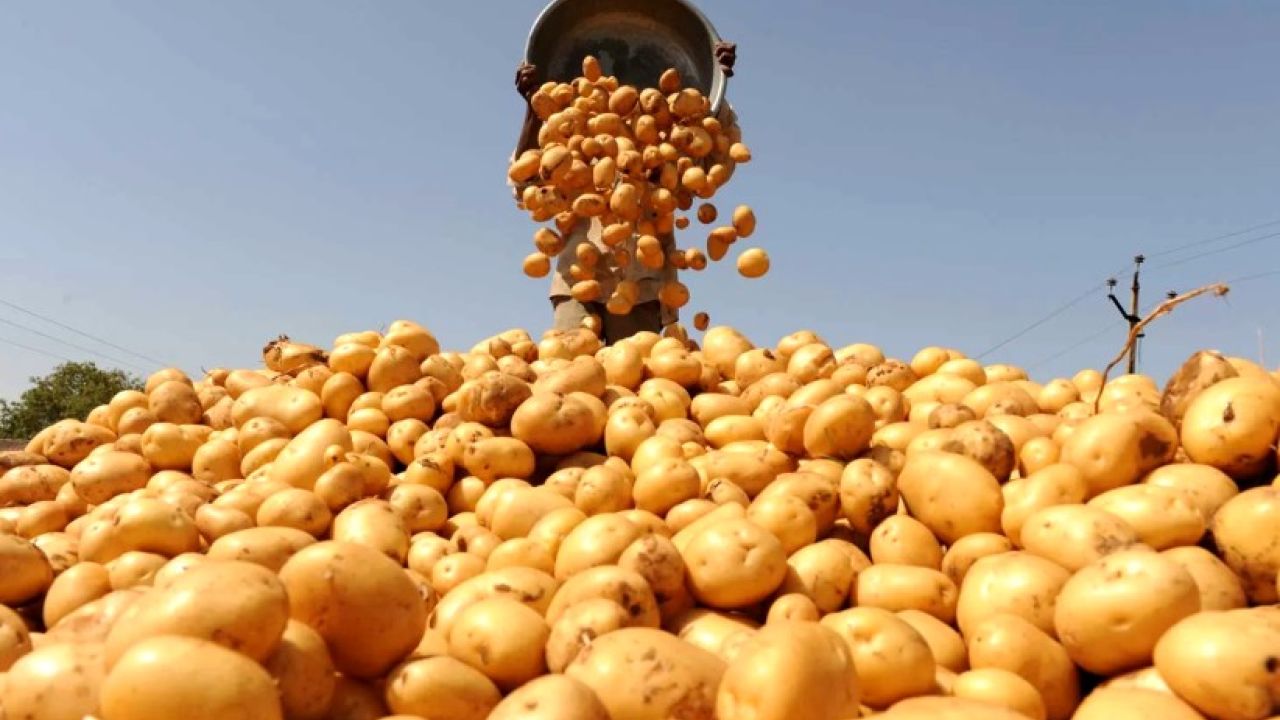 আলু চাষিদের নতুন দিগন্ত খুলল ভিয়েতনামে