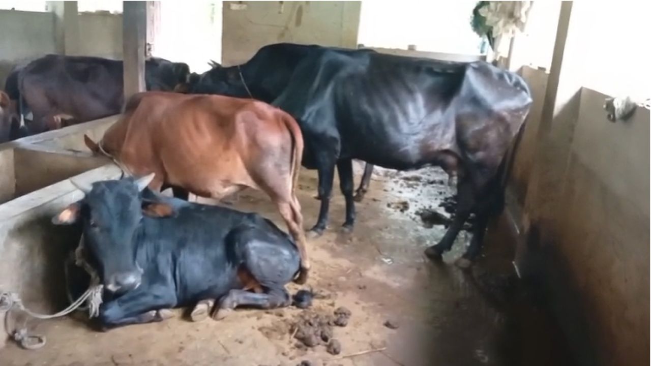 সারাদেশে গবাদী পশুর লাম্পিং স্কিন রোগ