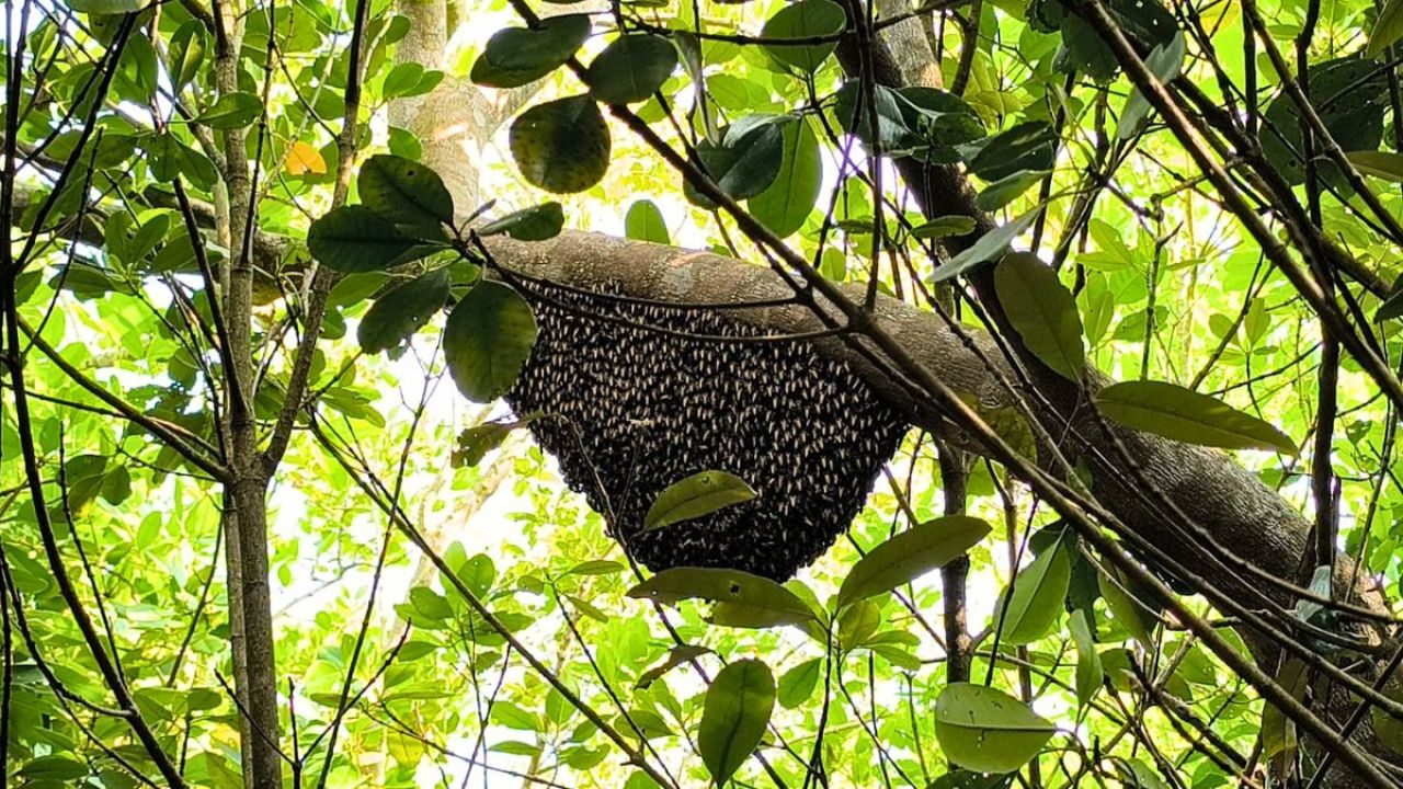 সুন্দরবনে শুরু হচ্ছে মধু মৌসুম, লক্ষ্যমাত্রা ১১০০ কুইন্টাল