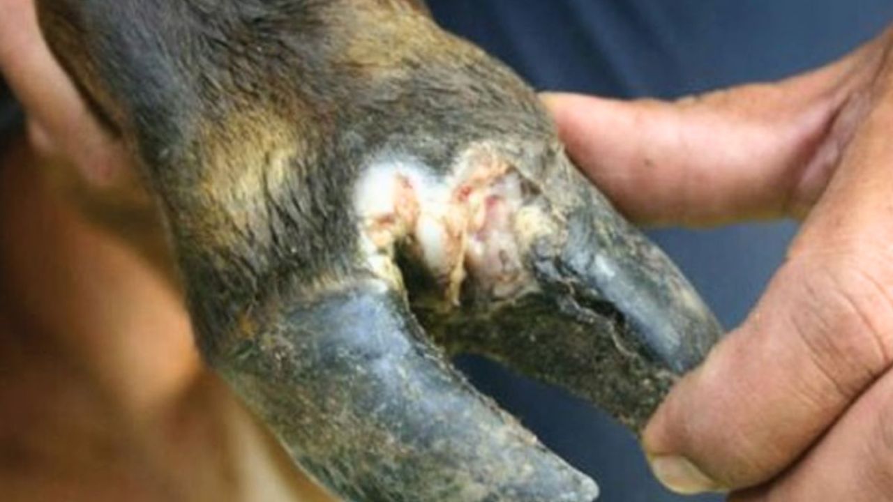 সিকৃবিতে গবাদি পশুর খুরা রোগের ভাইরাস সনাক্তকরণ কিট উদ্ভাবন