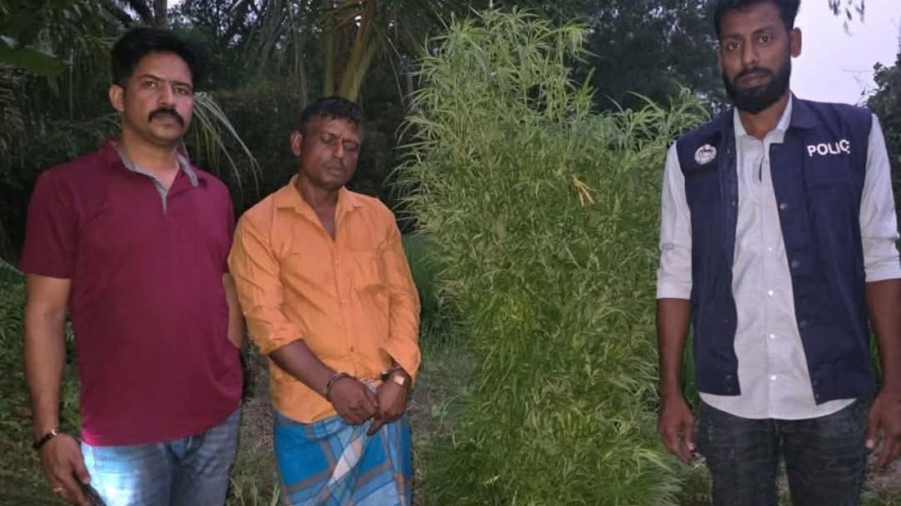 ফরিদগঞ্জে ধানক্ষেত থেকে ২৫টি গাঁজা গাছ উদ্ধার, চাষি গ্রেপ্তার