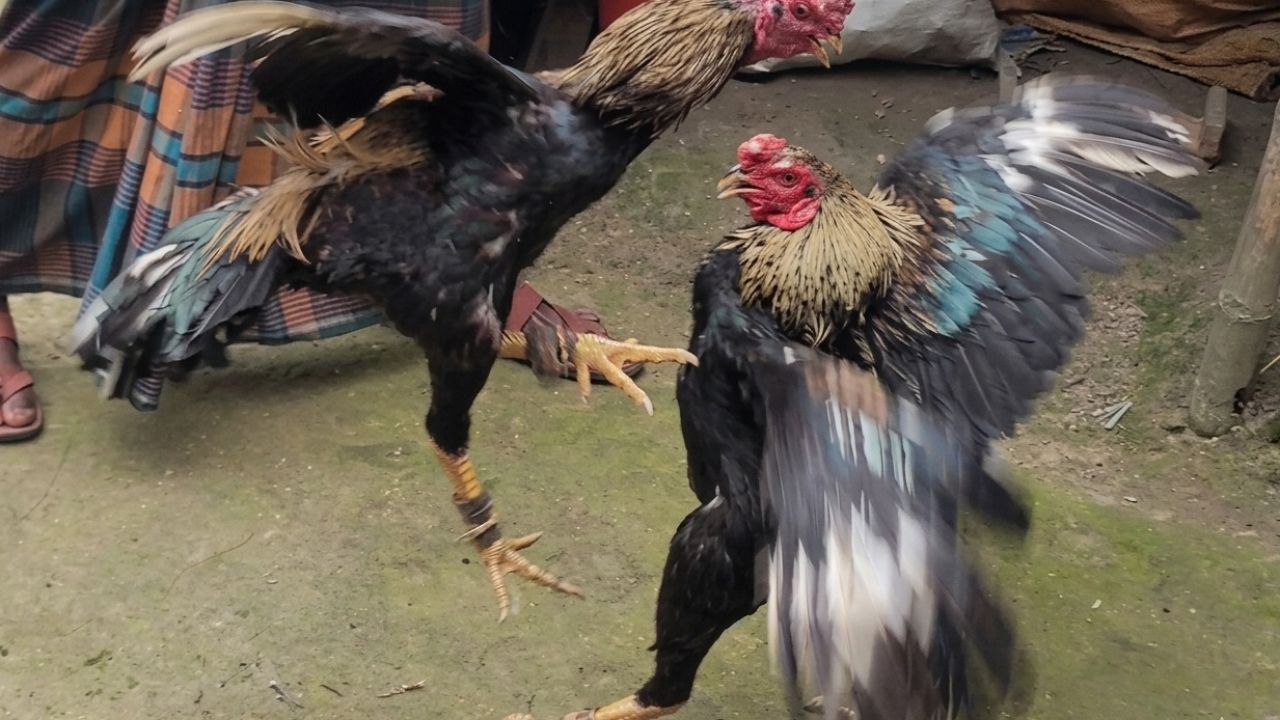   ‘লড়াইবাজ’ হাসলি মোরগ 