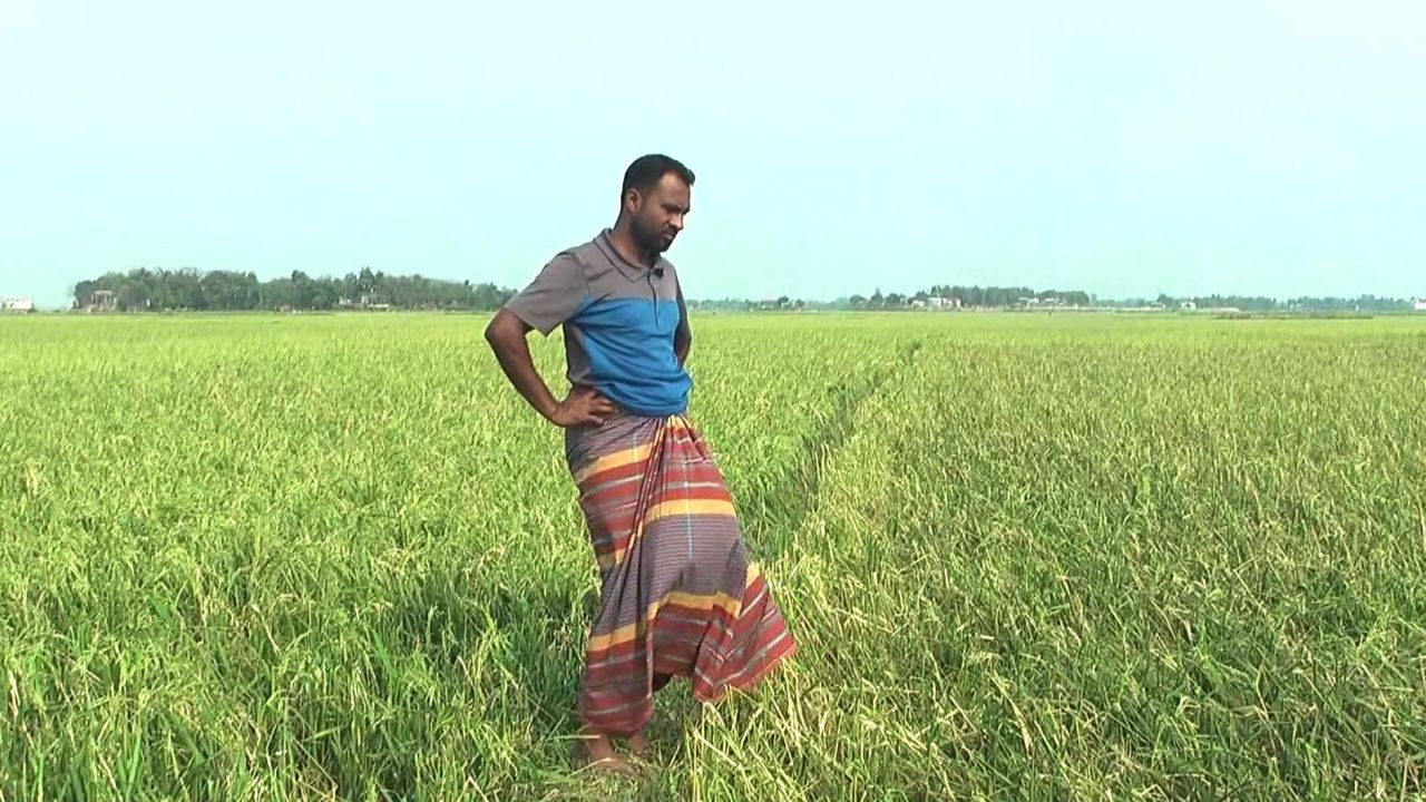 শিলাবৃষ্টিতে হাওরের বোরো শেষ, কৃষকের হাহাকার