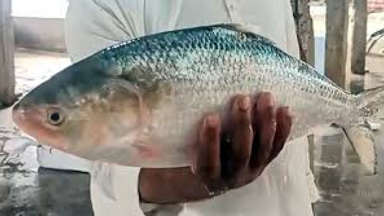 ইলিশ রক্ষায় আইন, বাস্তবে কতটা কার্যকর?