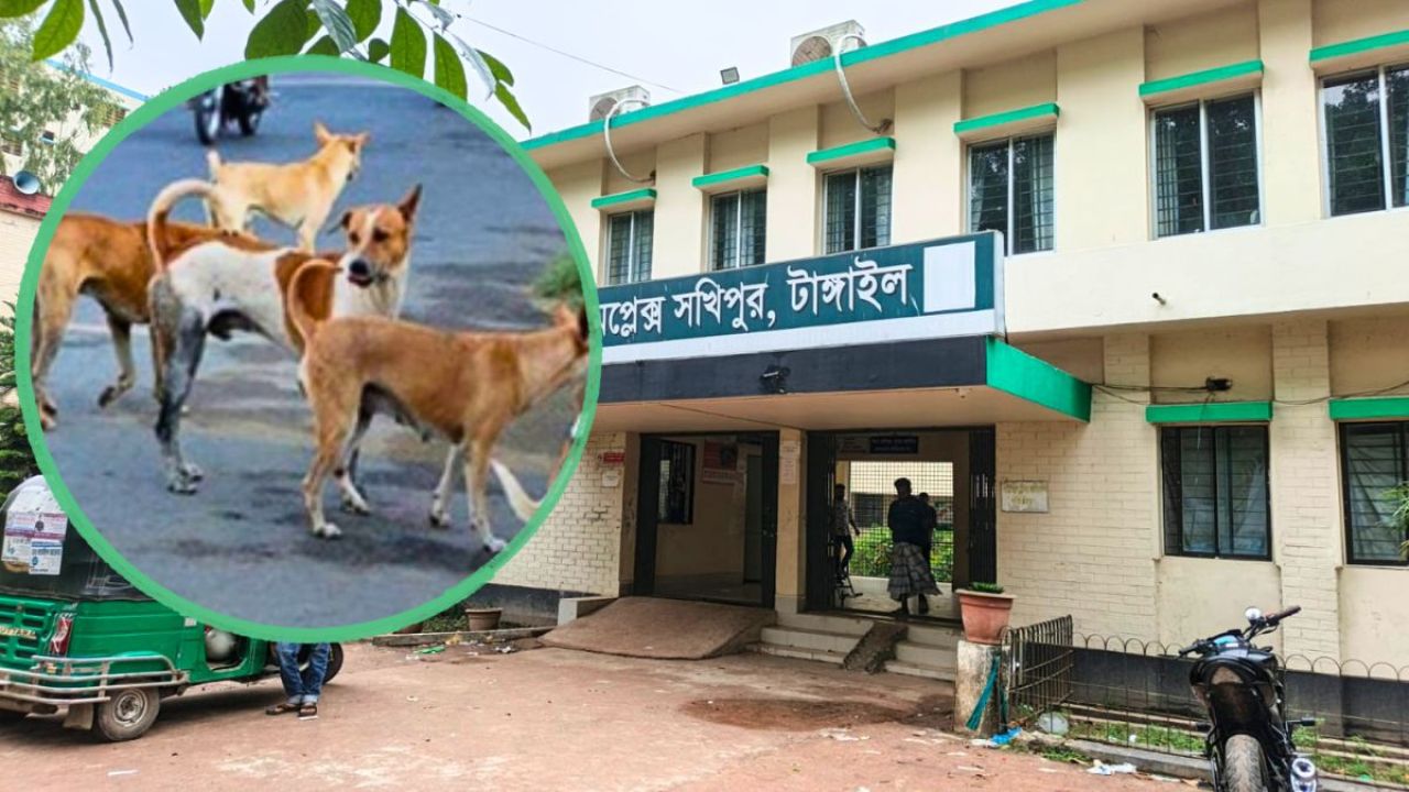 একের পর এক মানুষকে কামড়াচ্ছে কুকুর, সখীপুরে ২৪ ঘণ্টায় আহত ৫৩