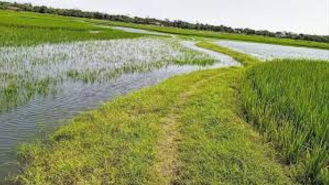 সুনামগঞ্জে জলাবদ্ধতার কারণে কৃষকের ফসল নষ্ট