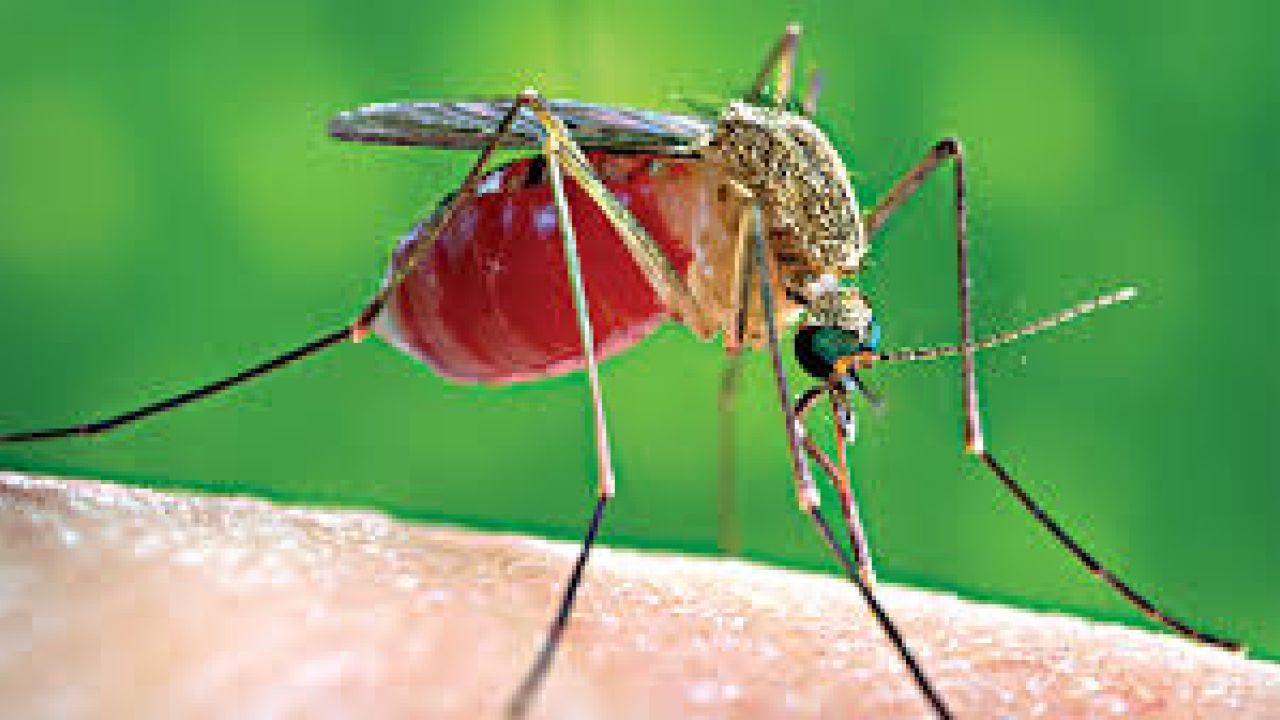 মশার উপদ্রব