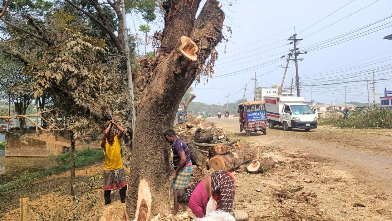 সুনামগঞ্জে ‘২৫ কোটির’ গাছ মাত্র ১ কোটিতে বিক্রির অভিযোগ