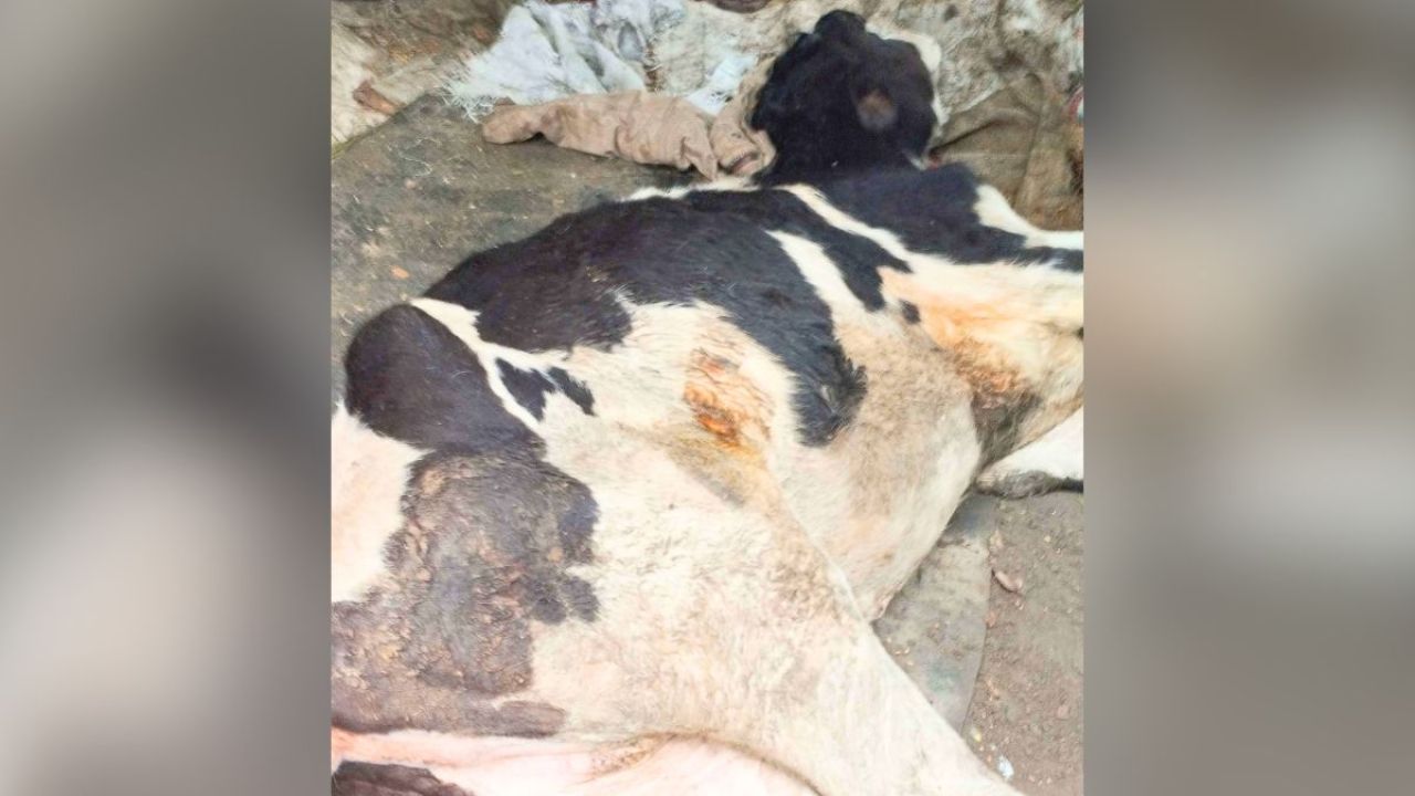 ভ্যাকসিন নেই, চিতলমারীতে লাম্পি স্কিনে মারা যাচ্ছে গবাদিপশু