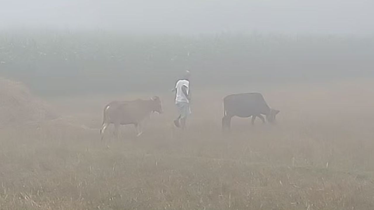 চৈত্রেও ঘন কুয়াশা-শিশির বিস্মিত পঞ্চগড়বাসী!