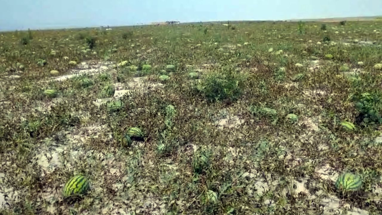 চরাঞ্চলের জীবন বদলে দিচ্ছে তরমুজ চাষ