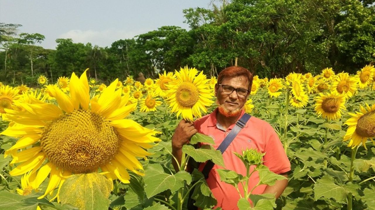দুমকিতে সূর্যমুখীর হাসিতে ভোজ্যতেল-পর্যটনের সুবাতাস