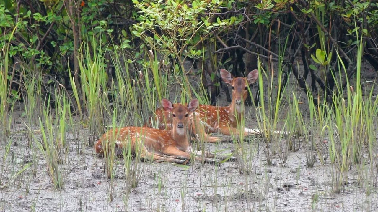 সুন্দরবনে বেড়েছে হরিণ শিকারচক্রের দৌরাত্ম্য 
