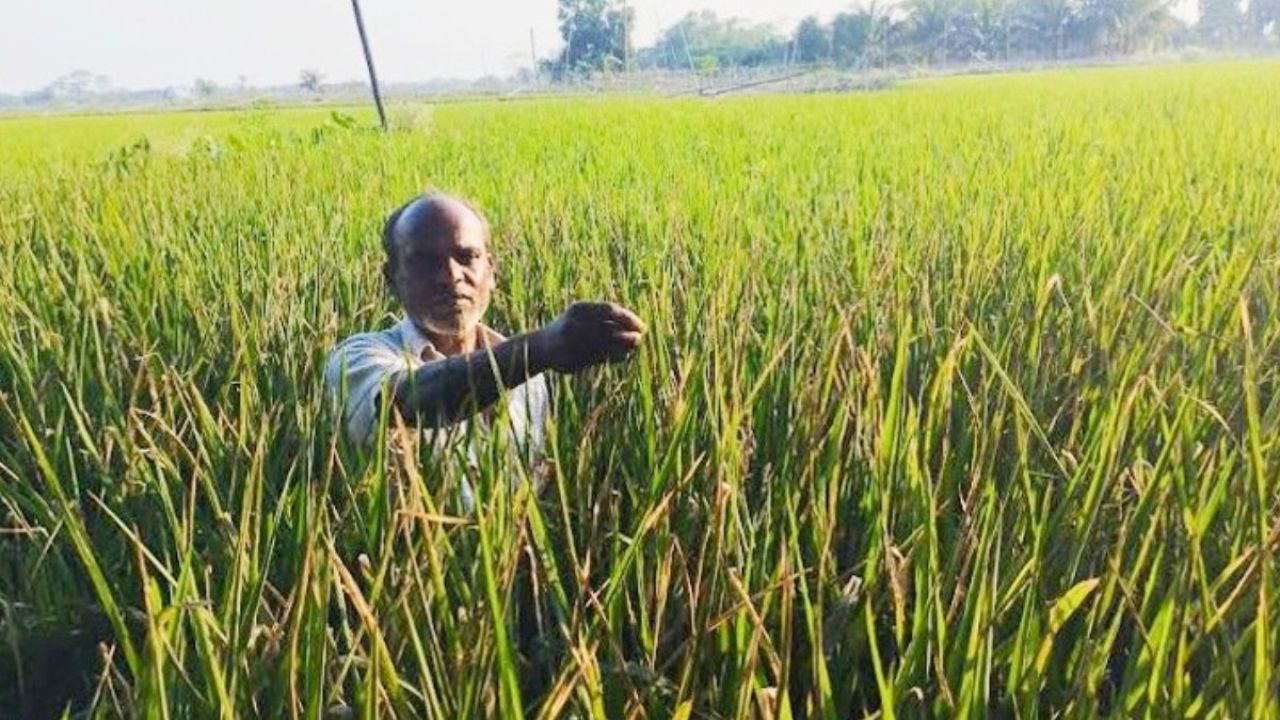 বোরো ধানে পাতাপোড়া রোগ, দুশ্চিন্তায় চিতলমারীর কৃষকেরা