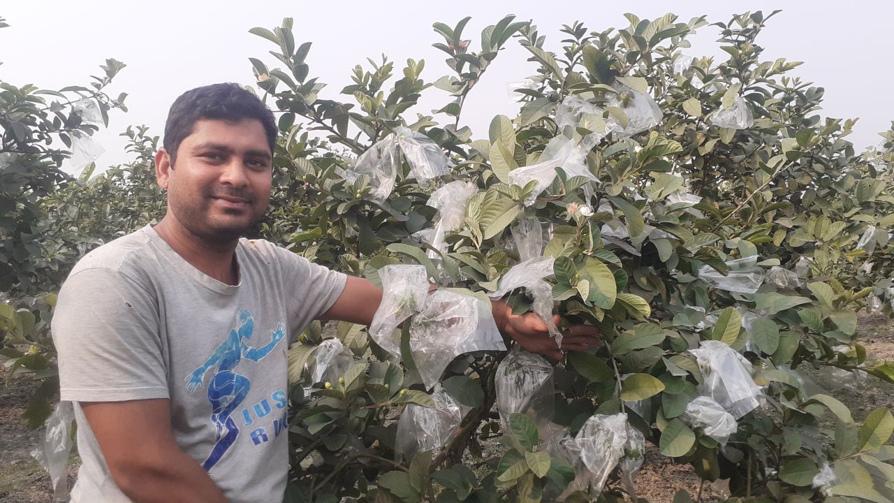 চাকরির পেছনে না ছুটে পেয়ারা চাষে সফল মাহদী