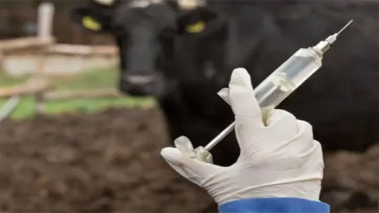 সংবা‌দের প্রতি‌বেদ‌নের পর এক কোটি ভ্যাকসিনের প্রস্তুতি 'লাম্পিং স্কিন ডিজিজের'