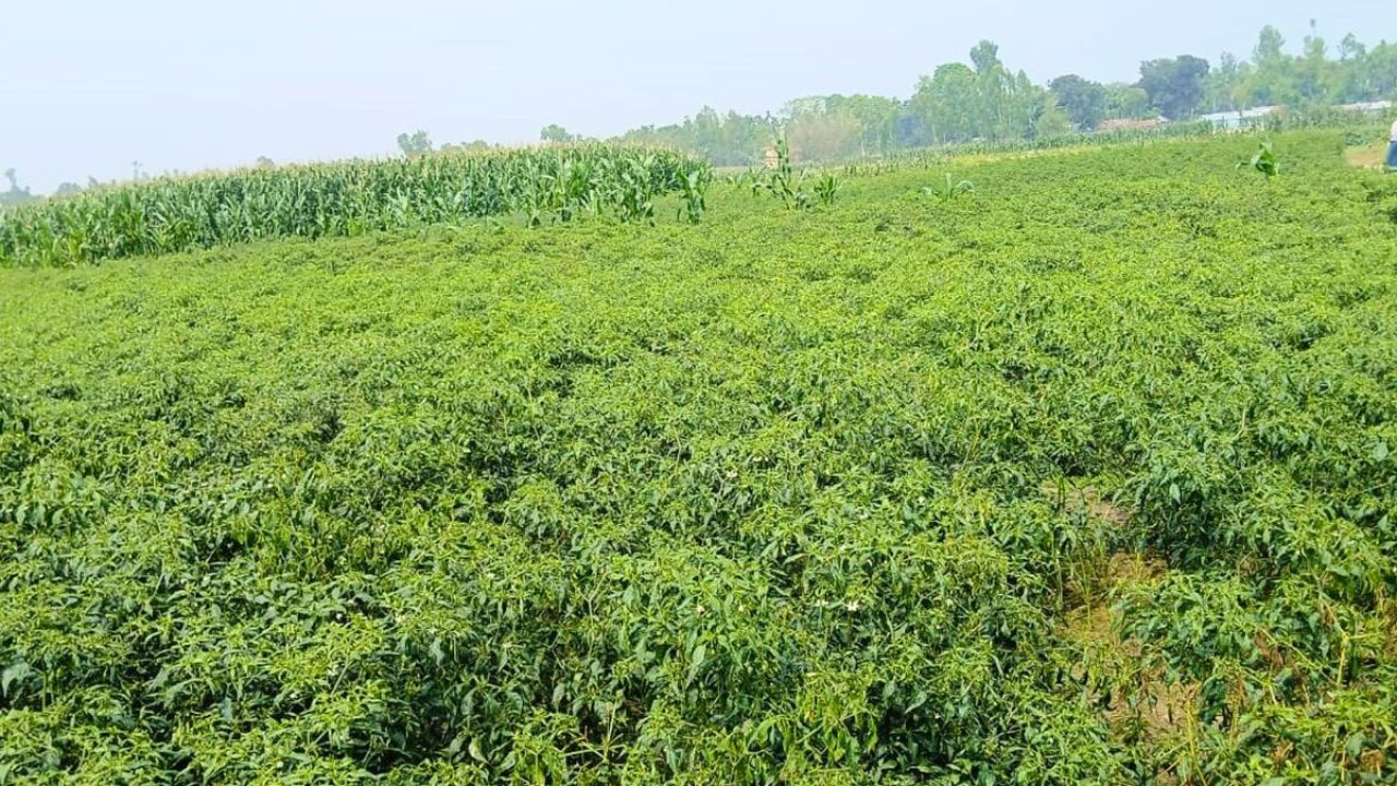 কুড়িগ্রামে দুর্যোগে সাড়ে তিন হাজার কৃষকের স্বপ্নভঙ্গ, ক্ষতি ৮ কোটি টাকা