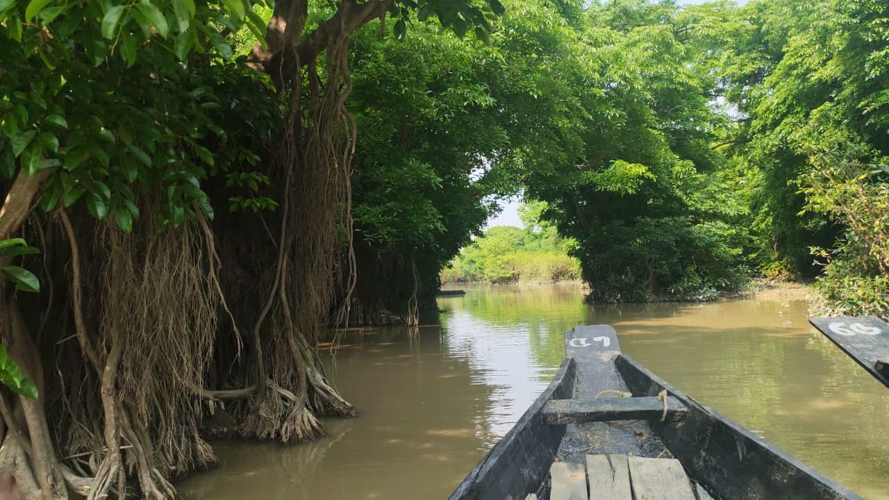 রাতারগুল: সিলেটে একখণ্ড সুন্দরবন