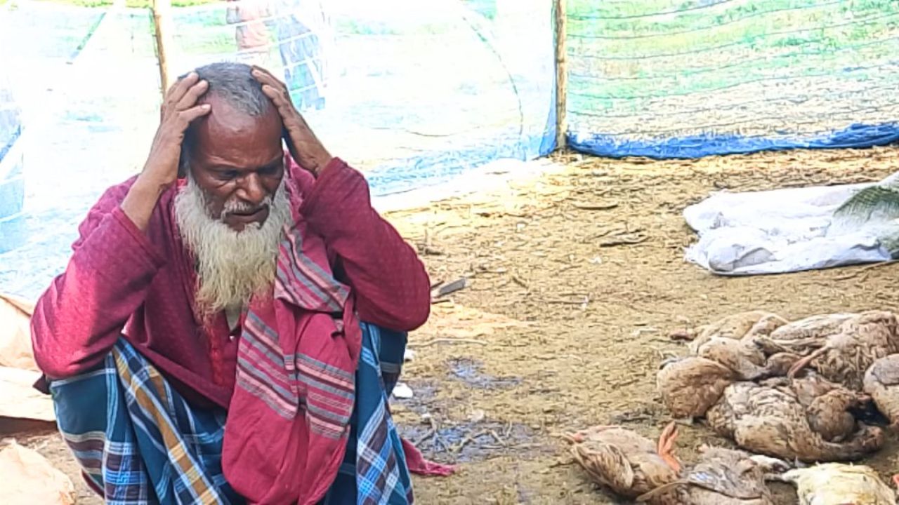 পুকুরে বিষ প্রয়োগ : ৩ শতাধিক হাঁস হারিয়ে নিঃস্ব শামসু মোল্লা