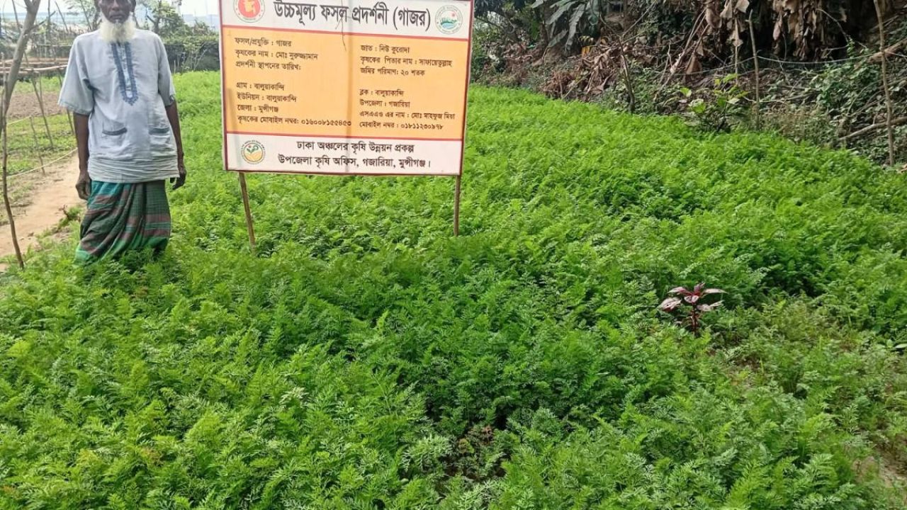গজারিয়ায় গাজর চাষে সম্ভাবনা