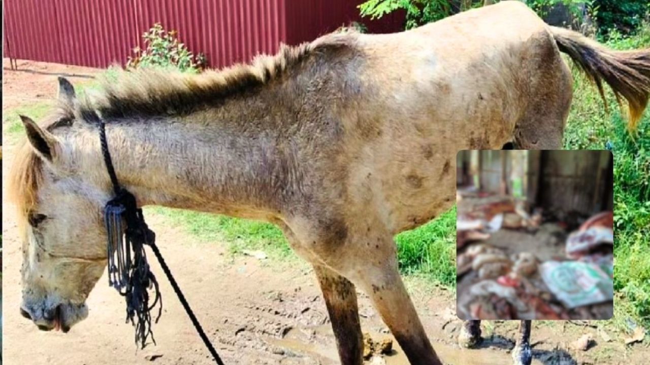 গজারিয়ায় জবাই করা ঘোড়ার মাংস যেত মহাসড়কের পাশের ৩০ রেস্তোরাঁয়