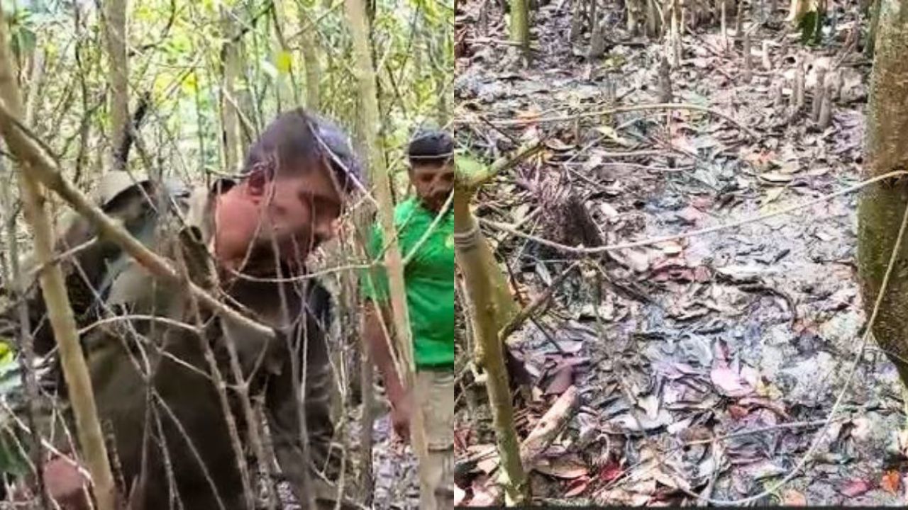 সুন্দরবনে হরিণ শিকারের ২৫টি ফাঁদ উদ্ধার