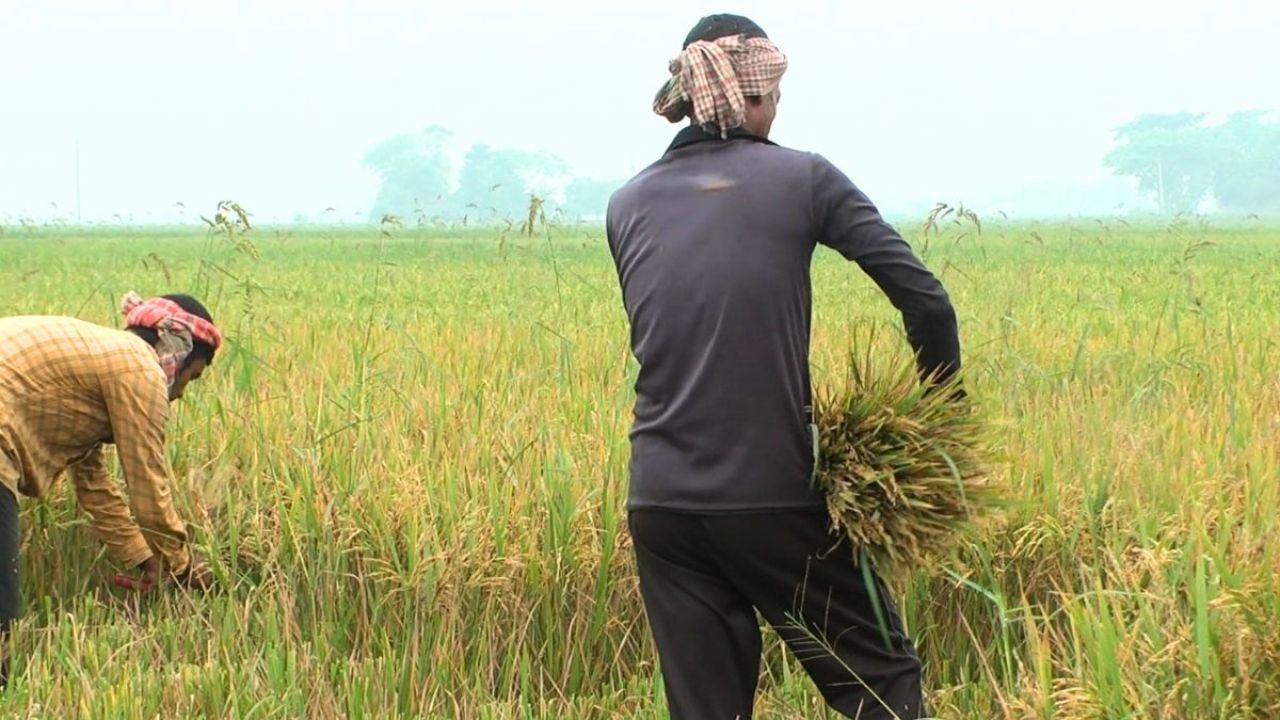 নাসিরনগরে লক্ষ্যমাত্রা ছাড়িয়েছে বোরো আবাদ