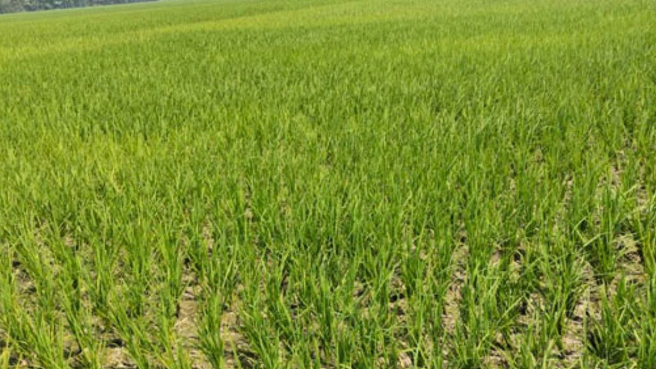 দুমকিতে পানির অভাবে বেড়েছে বোরো চাষের খরচ, খাল খননের দাবি