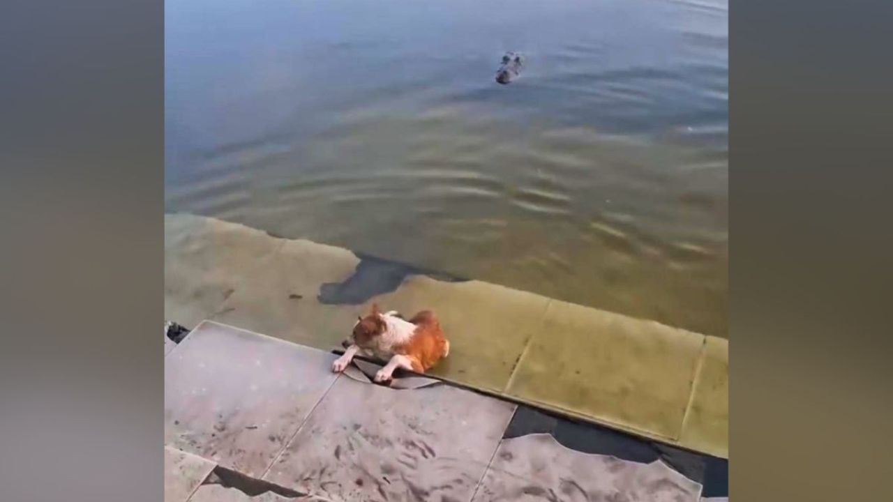 বাগেরহাটে কুমিরের কুকুর শিকার, কী ছিল নেপথ্যের কারণ