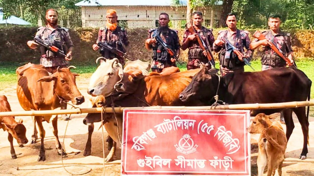 চুনারুঘাট সীমান্তে ৮টি ভারতীয় গরু জব্দ করল বিজিবি
