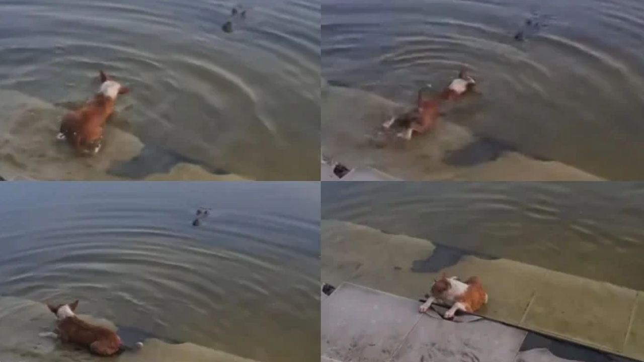 ভিডিও নিয়ে ব্যস্ত থাকলেও বাঁচাতে এগিয়ে আসেনি কেউ