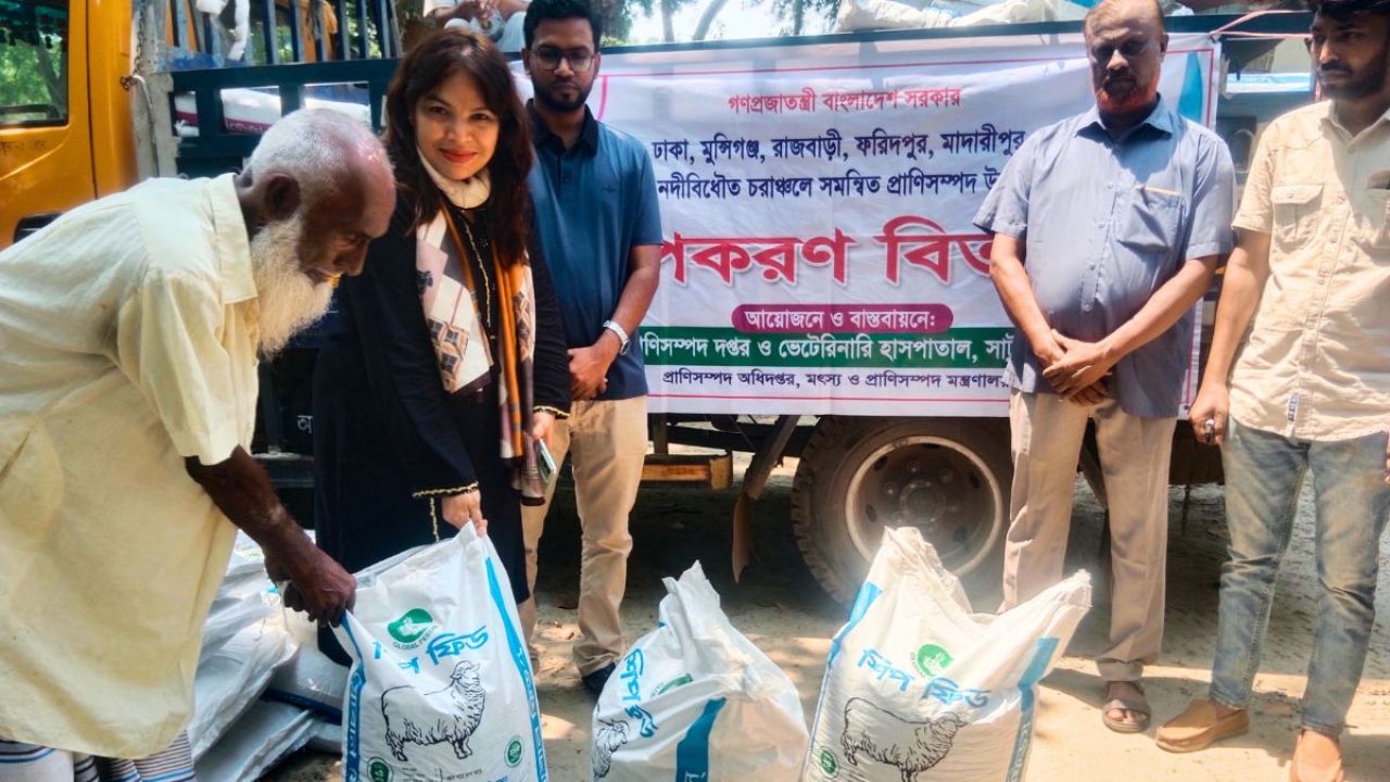 সাটুরিয়ায় পশুখাদ্য পেলেন নদীবিধৌত চরাঞ্চলের খামারিরা